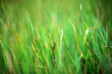 Soyut ot arka plan görüntüsü