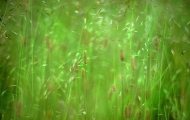 Soyut ot arka plan görüntüsü