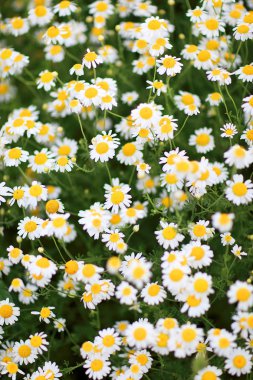 Bahar çiçek-soyut resim