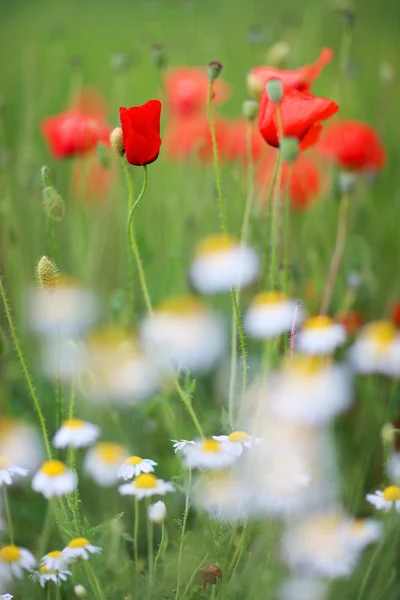 Flores de primavera- imagen abstracta — Foto de Stock