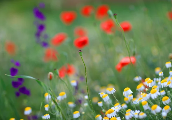 Fiori di primavera- immagine astratta — Foto Stock