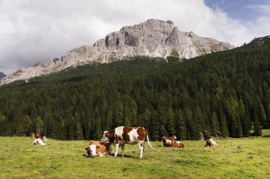 Dolomites bir çayır üzerinde ineklerin