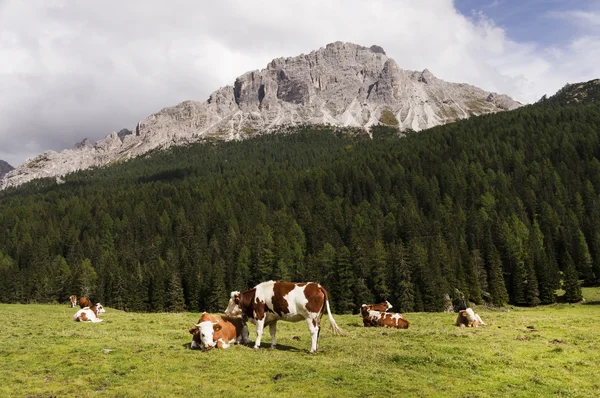 Kor på en äng i Dolomiterna — Stockfoto