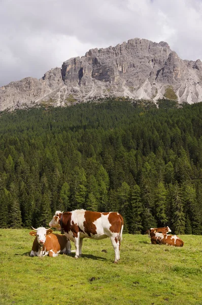 Dolomites bir çayır üzerinde ineklerin — Stok fotoğraf