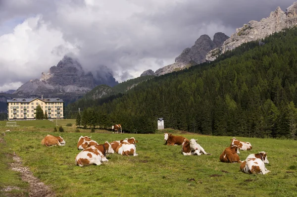 Mucche su un prato nelle Dolomiti — Foto Stock