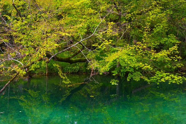 Summer Landscape Plitvice National Park Croatia Europe — Stock Photo, Image