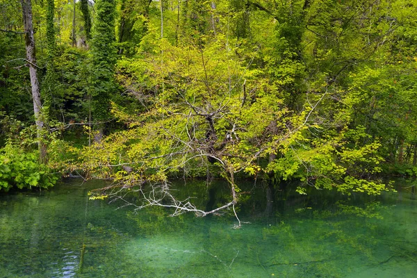 Summer Landscape Plitvice National Park Croatia Europe — Stock Photo, Image