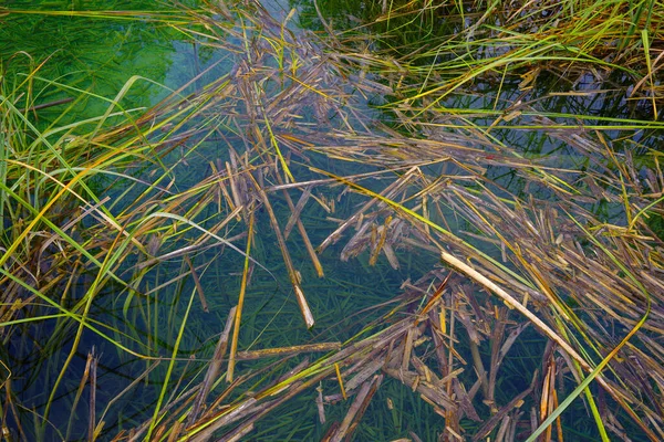 Abstract Water Natural Details Plitvice National Park Croatia Europe — Stock Photo, Image