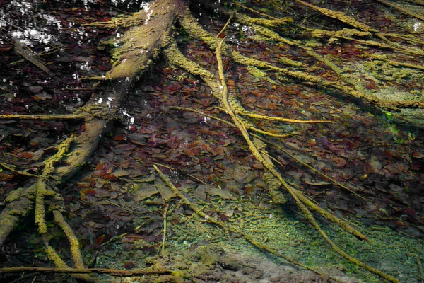 Detalles Naturales Del Agua Abstracta Parque Nacional Plitvice Croacia Europa —  Fotos de Stock