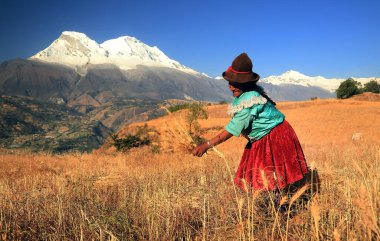 Perulu köylü kadın buğday hasat ediyor, Peru, Güney Amerika