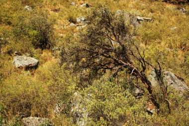 Cohup Vadisi, Cordiliera Blanca, Peru, Güney Amerika
