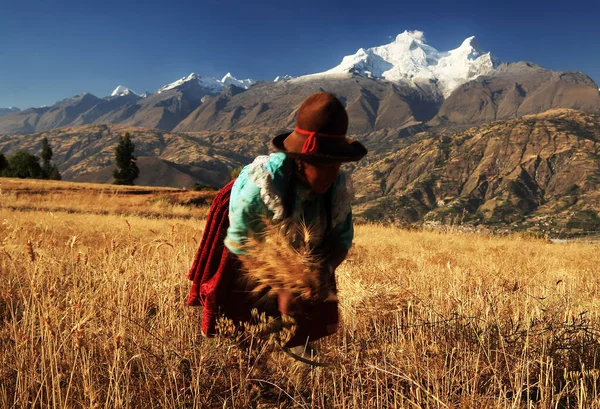 Campesina Peruana Cosechando Trigo Perú Sudamérica — Foto de Stock