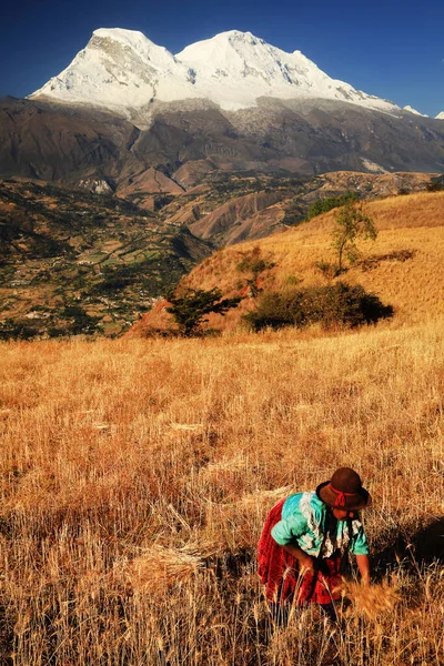 Peruánská Rolnice Sklízející Pšenici Peru Jižní Amerika — Stock fotografie