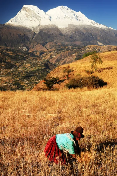 Perulu Köylü Kadın Buğday Hasat Ediyor Peru Güney Amerika — Stok fotoğraf
