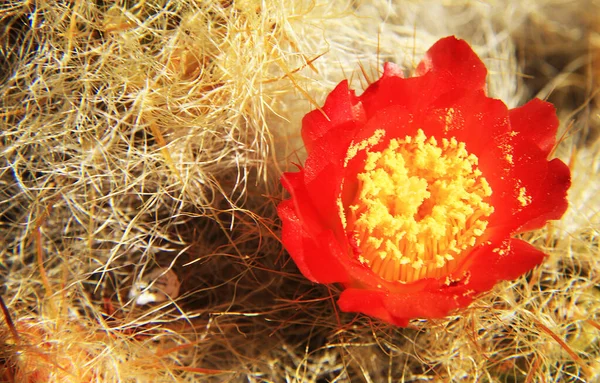 High Altitude Vegetation Cohup Valley Cordiliera Blanca Peru South America — Stock Photo, Image