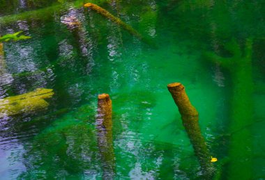 Soyut su doğal detaylar. Soyut arkaplan