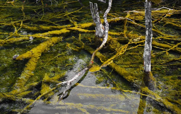 Abstraktes Wasser Natürliche Details Abstrakter Hintergrund — Stockfoto