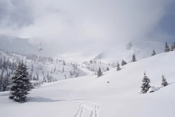 Winter Godeanu Mountains Carpathians Romania Europe — Stock Photo, Image