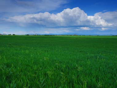 Taze yeşil çimen arka planı. Uzun taze yeşil çimen dokusu. Genç yeşil çimenler. Çimler. Çimen alanı ideal konsept, yeşil döşeme. Doğal halı.