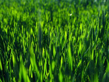 Taze yeşil çimen arka planı. Uzun taze yeşil çimen dokusu. Genç yeşil çimenler. Çimler. Çimen alanı ideal konsept, yeşil döşeme. Doğal halı.