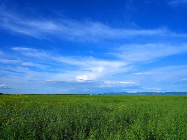 新鮮な緑の草の背景 長い新鮮な緑の草のテクスチャの背景 若い緑の草 芝生だ 草のフィールドの理想的な概念は 緑の床 天然カーペット — ストック写真