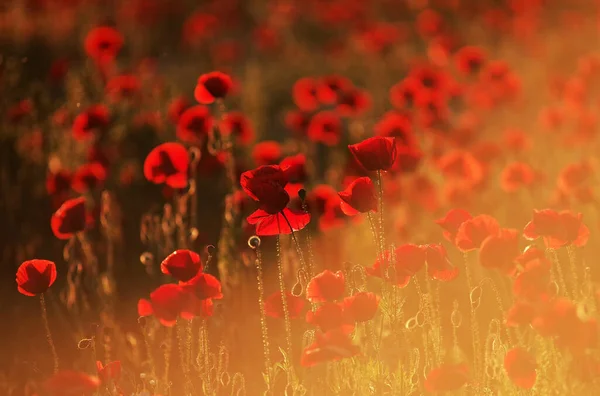 Mohn Auf Einer Wiese Sonnenuntergang — Stockfoto