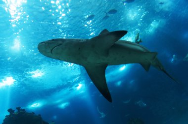 Lizbon, Portekiz, Avrupa'nın Oceanarium