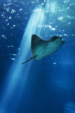 Lizbon, Portekiz, Avrupa'nın Oceanarium