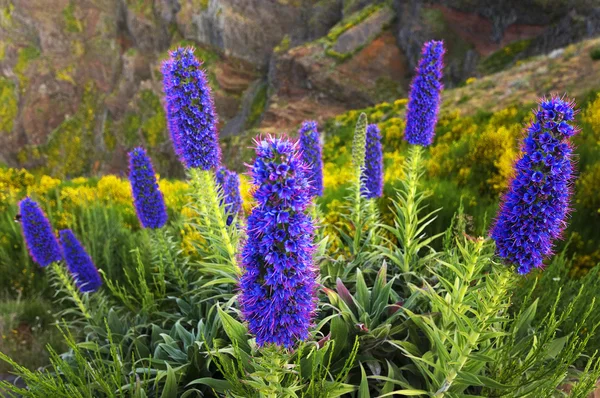 Madeira'nın gururu — Stok fotoğraf