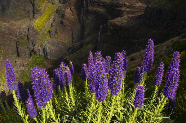 Madeira'nın gururu — Stok fotoğraf