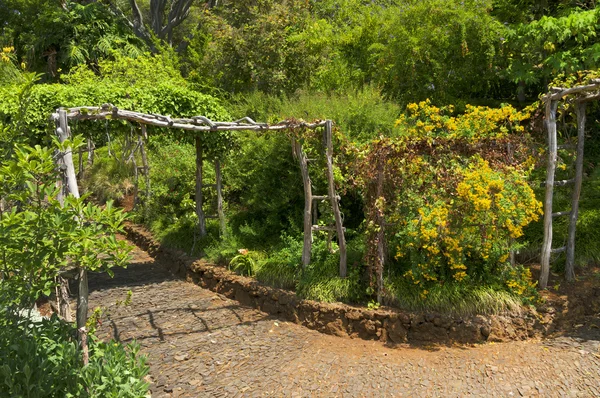 フンシャルの熱帯植物の庭園 — ストック写真