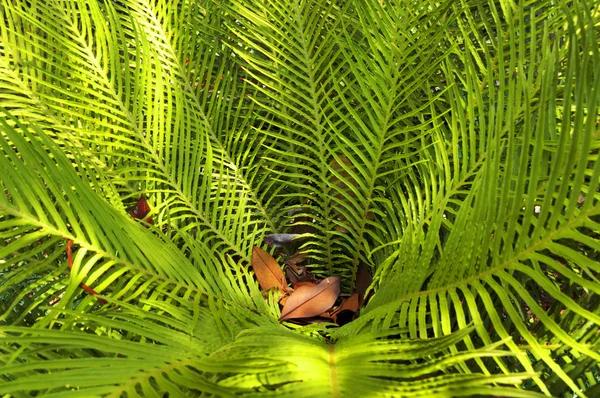フンシャルの熱帯植物の庭園 — ストック写真