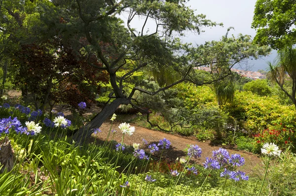 Orto botanico tropicale di Funchal — Foto Stock