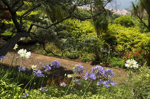 Tropical Botanical Garden of Funchal — Stock Photo, Image