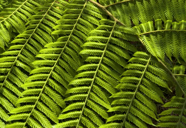 フンシャルの熱帯植物の庭園 — ストック写真