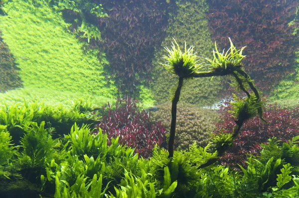 Un hermoso acuario de agua dulce tropical plantado verde — Foto de Stock