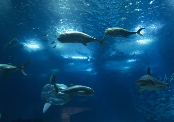 Oceanario de Lisboa, Portugal, Europa — Foto de Stock