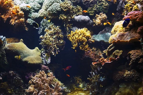 Aquarium background image — Stock Photo, Image