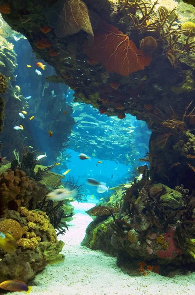 Akvárium-háttérkép — Stock Fotó