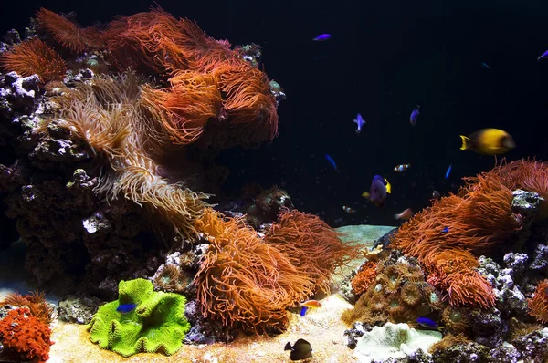 Фоновое изображение аквариума — стоковое фото