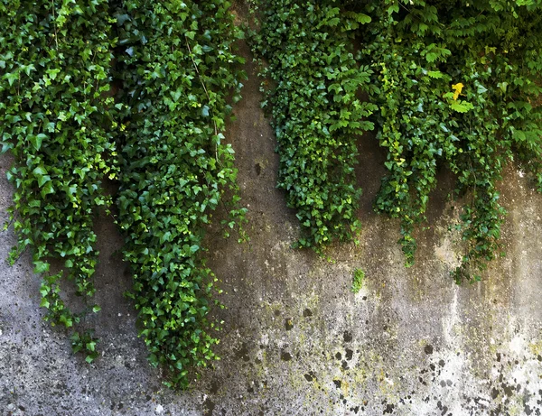 Kanarischer Efeu klettert auf Steinmauer — Stockfoto