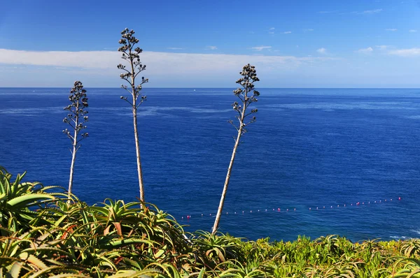 Tropiska växter på södra kusten av Madeira island — Stockfoto