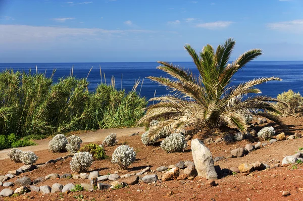 Tropické rostliny na ostrově jižní pobřeží Madeiry — Stock fotografie