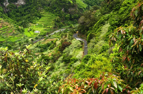 Plantas tropicais na costa sul da ilha da Madeira — Fotografia de Stock