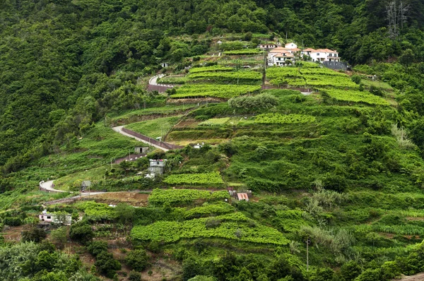 Costa Norte da ilha da Madeira — Fotografia de Stock