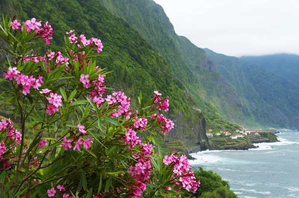 Kuzey Sahil Madeira Adası pembe zakkum — Stok fotoğraf