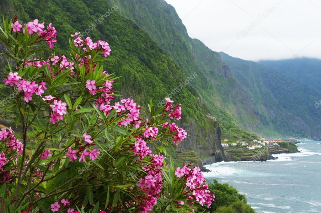 Pink oleander in North coast of Madeira Island