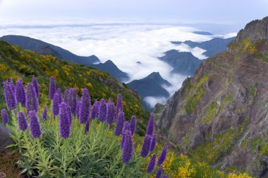 Madeira - gurur Echium Fastuosum