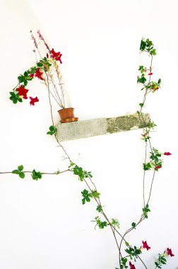 Beyaz bir duvar, Faro karşı kırmızı çiçekli tırmanma bitki