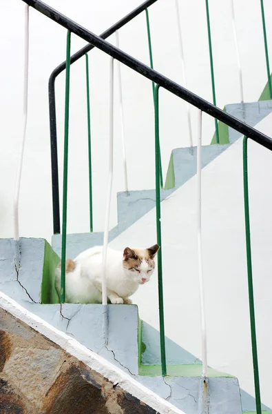 Chat à San Sebastian de la Gomera — Photo